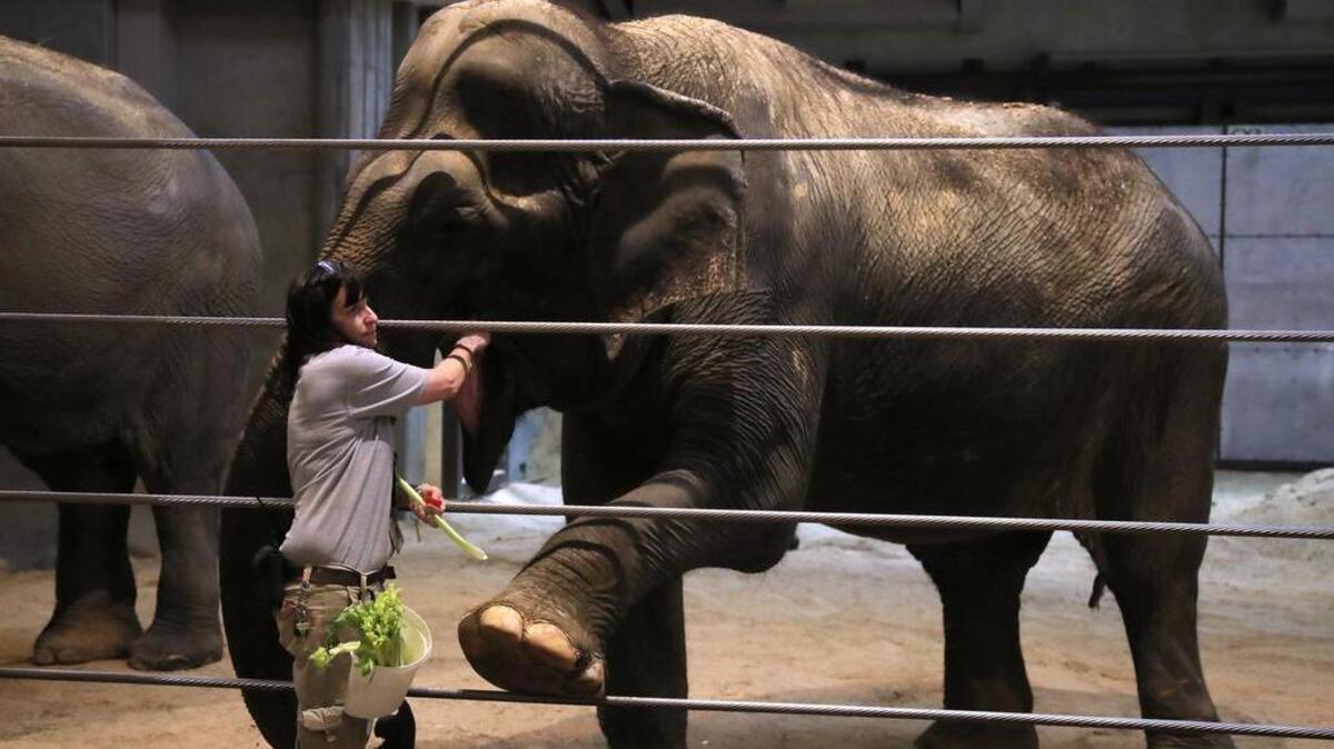 La cuidadora Marie Galloway alimenta a Ambika, una elefante asiática de 70 años, el lunes en el Zoológico Nacional del Smithsonian en Washington. En caso de un cierre largo del gobierno federal y del zoológico, sus empleados seguirán trabajando sin recibir sus salarios.