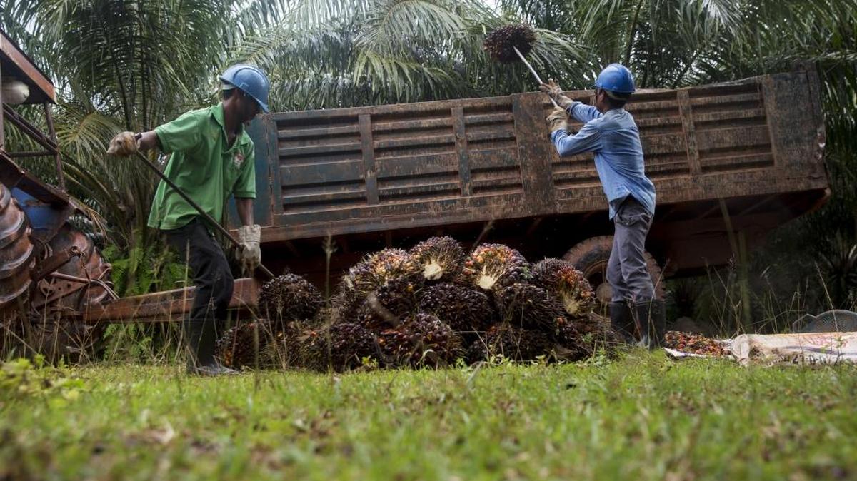 Trabajadores de la Mong Reththy Investment Cambodia Oil Palm Co. (MRICOP) en el distrito de Prey Nop district, en Cambodia, el 16 de septiembre.
