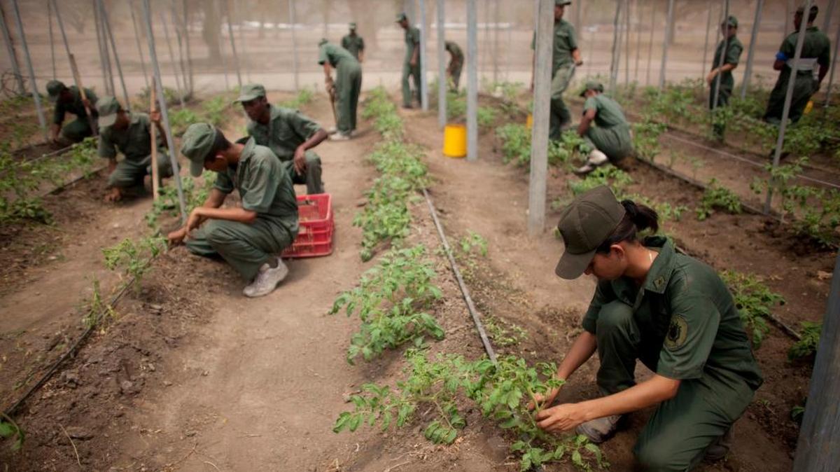 Soldados venezolanos cultivan tomates en una base cerca de Maracay. El ministro de Defensa, Vladimir Padrino, coordinará el trabajo de cada ministerio.