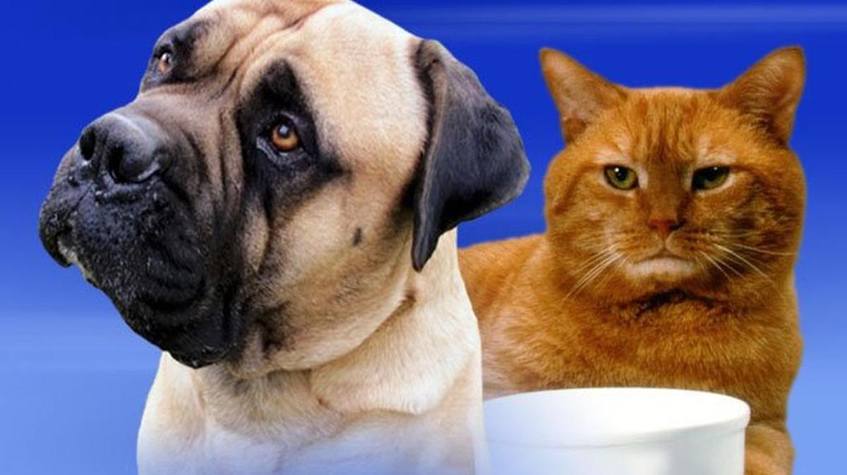 Generic graphic for cats and dogs stories.