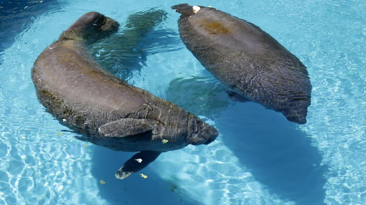 Dos manatíes nadan en el Miami Seaquarium en Key Biscayne. El Servicio de Pesca y Fauna Silvestre está la clasificación de especie en peligro de extinción de los manatíes.