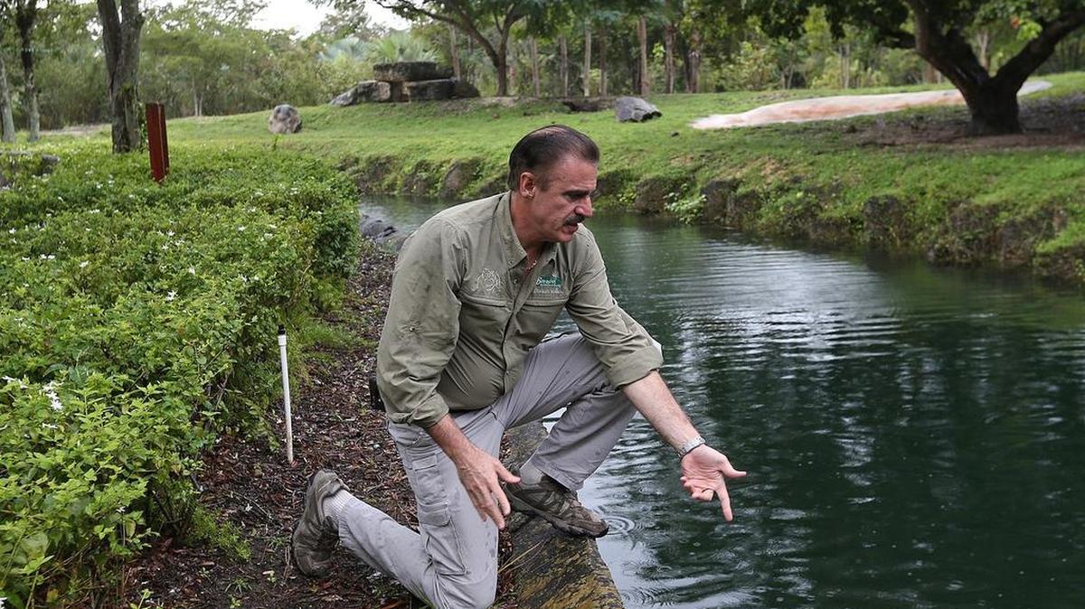 Ron Magill, director de comunicaciones de Zoo Miami, muestra como las aguas han subido alrededor del área de los leones. Los leones podrían nadar y cruzar lo que ocasionaría un grave problema.