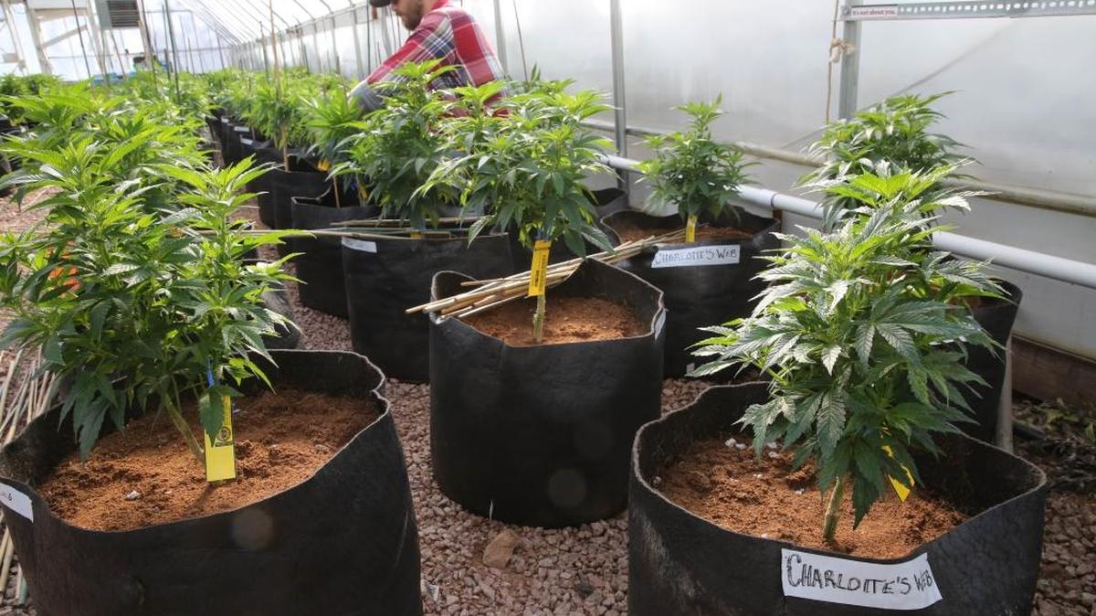 Un trabajador cultiva una cepa especial de marihuana medicinal en Colorado, donde se legalizó el uso recreacional de la hierba en el 2012.