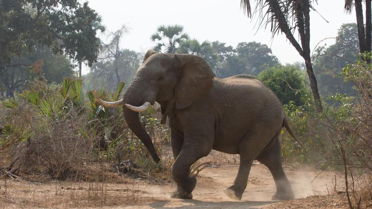Un elefante recorre el Parque Nacional de Gonarezhou, en el sureste de la nación africana de Zimbabwe.
