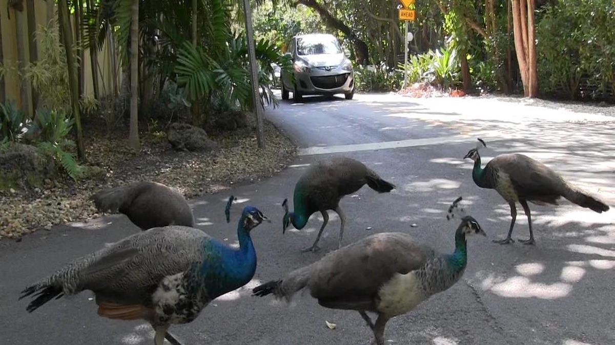La población de pavos reales está creciendo en Coconut Grove y otros lugares de Miami.