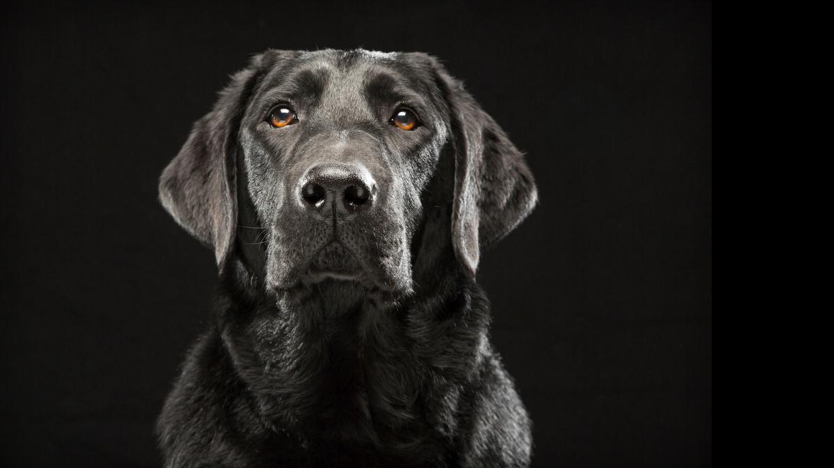 
Denver, un labrador negro, fue fotografiado como parte del proyecto Síndrome del Perro Negro, una teoría debatible que sostiene que los perros negros son los últimos en adoptarse, y que inspiró al autor de esta imagen a hacer una colección de bellos perros negros en el 2013.

