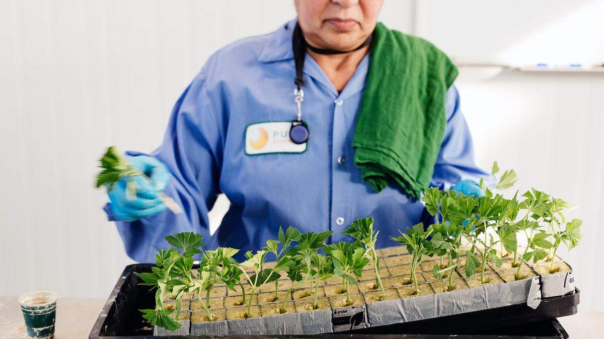 Plantas de marihuana son tratadas para estimular su crecimiento en una sala de cultivación de Pure Sunfarms en Vancouver, Canadá. Este país es el líder mundial en la producción del uso legítimo del cannabis.