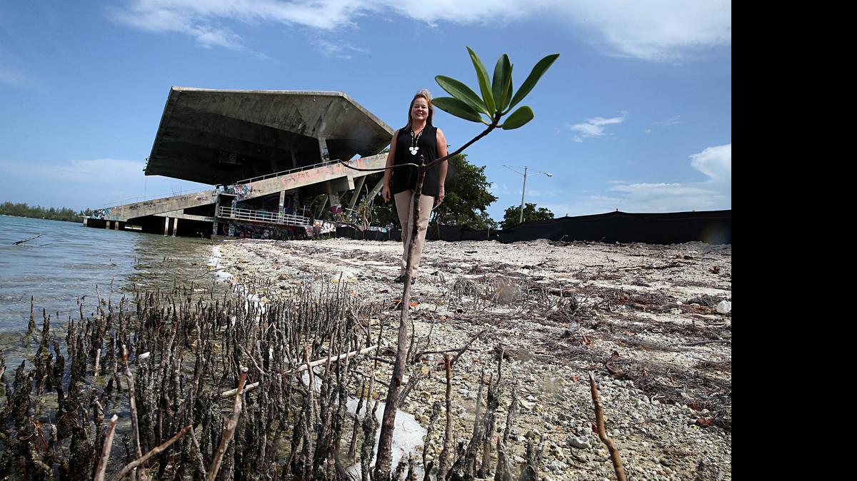 
Mayra P. Lindsay, alcaldesa de Key Biscayne, observa lo que quedó de la zona donde trabajadores de la Ciudad de Miami arrasaron con los manglares negros y rojos de la zona para hacer espacio para el popular Boat Show. 


