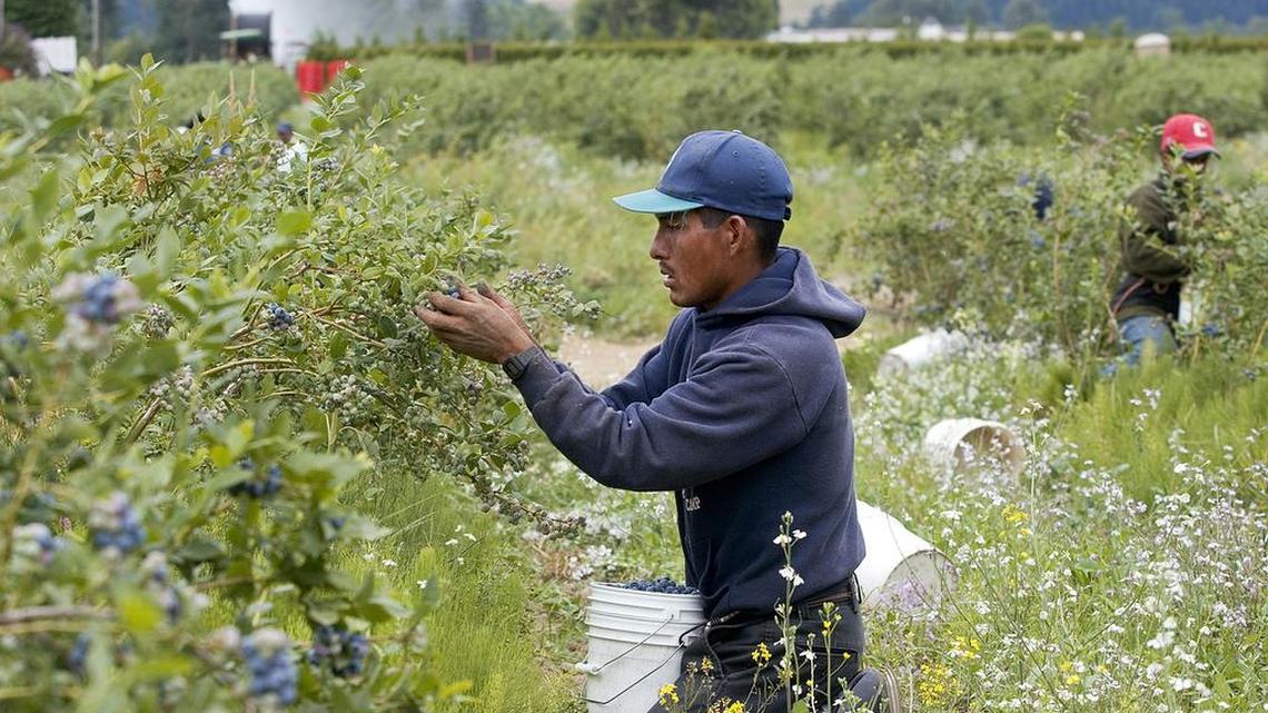 Trabajadores migrantes recogen frambuesas en una granja de Woodland, en el estado de Washington.