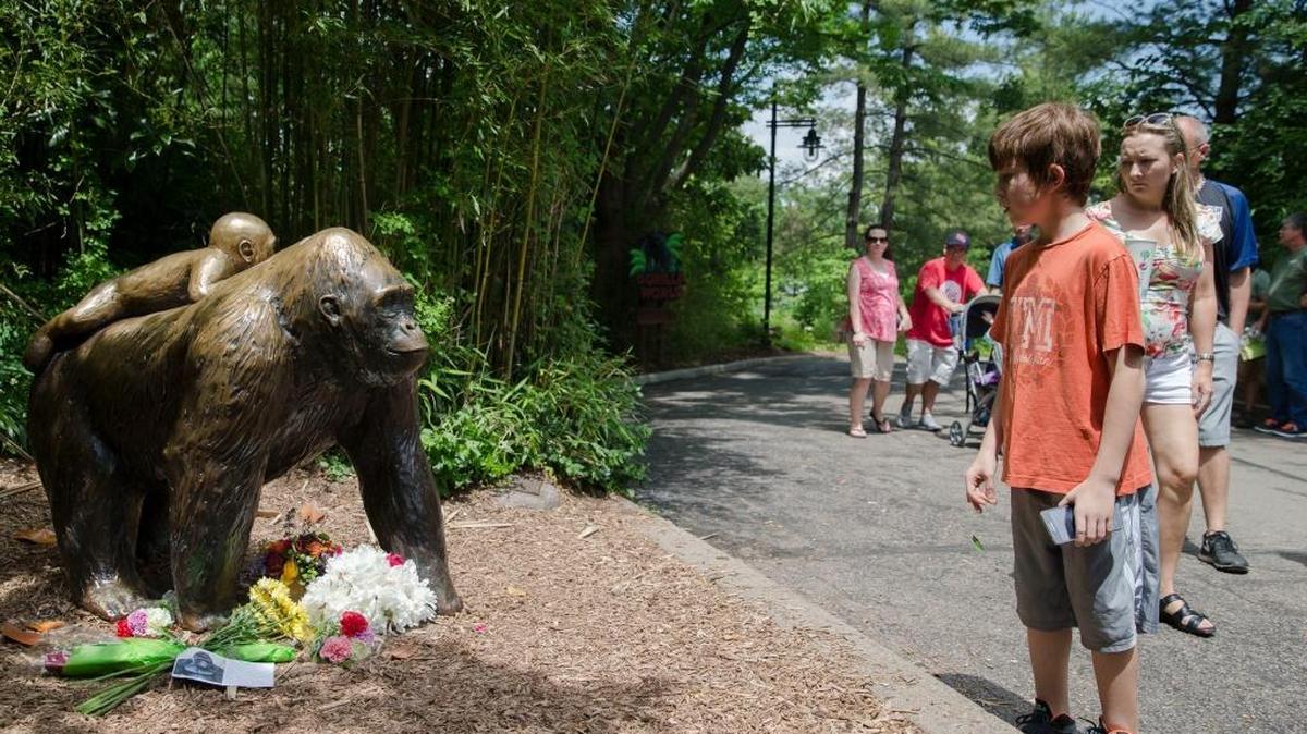 Los visitantes observan la estatua de un gorila y su cría en el Zoológico de Cincinnati. El sábado pasado, un equipo especial del Zoológico mató a un gorila cuando un niño de cuatro años cayó en su área.