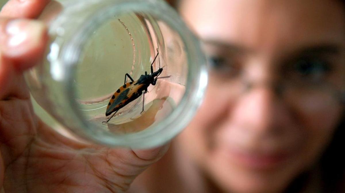 Un ejemplar de la ‘chinche picuda’ o vinchuca, animal transmisor del mal de Chagas.