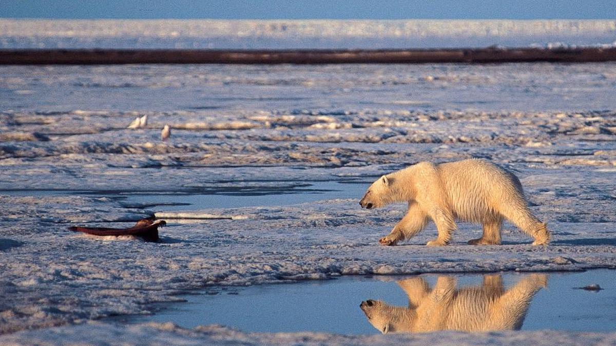 La reforma fiscal recién aprobada abre el Refugio Nacional de Vida Silvestre del Ártico a la explotación petrolera.