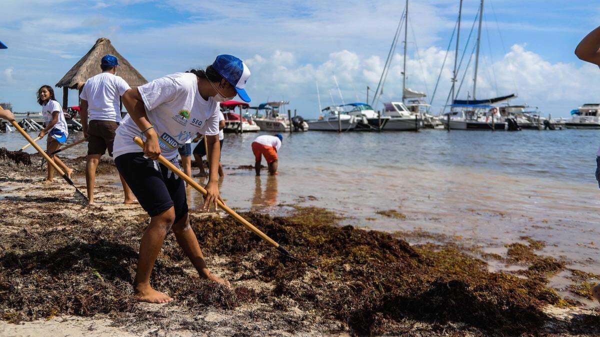 Cientos de empleados, voluntarios y estudiantes, vistos aquí el 28 de agosto, forman parte de la estrategia del gobierno del estado de Quintana Roo, México, para limpiar y  combatir el inusual arribo de sargazo que sufren las playas de la Riviera Maya, entre ellas, el balneario de Cancún.