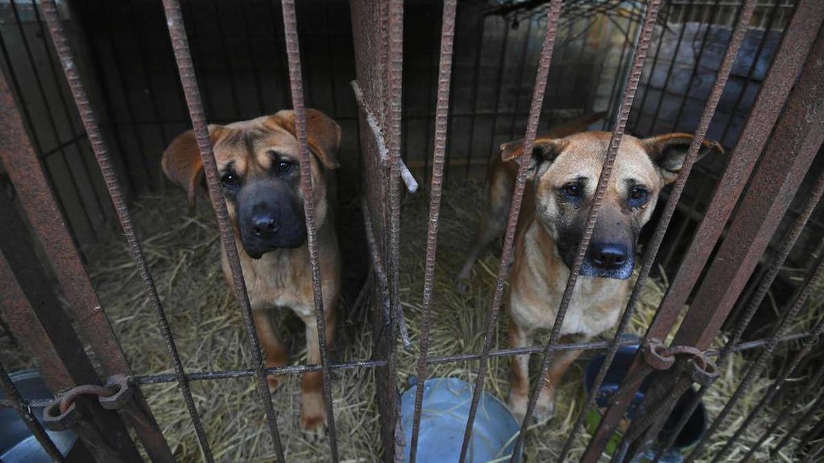 La lucha contra el maltrato animal es una causa internacional. Estos dos perros estaban en una granja en Hongseong, Corea del Sur, y fueron rescatados por la organización Humane Society International en febrero de este año.
