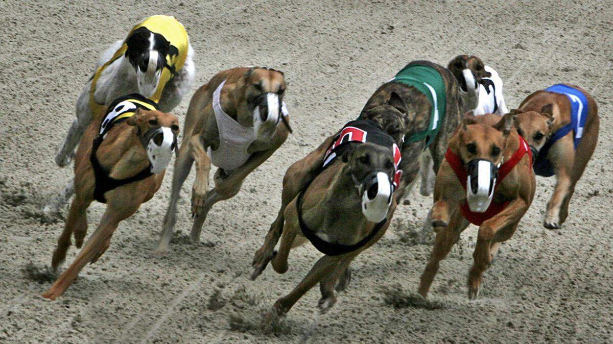 Una carrera de galgos en el canódromo Flagler Dog Track del Magic City Casino en Miami.