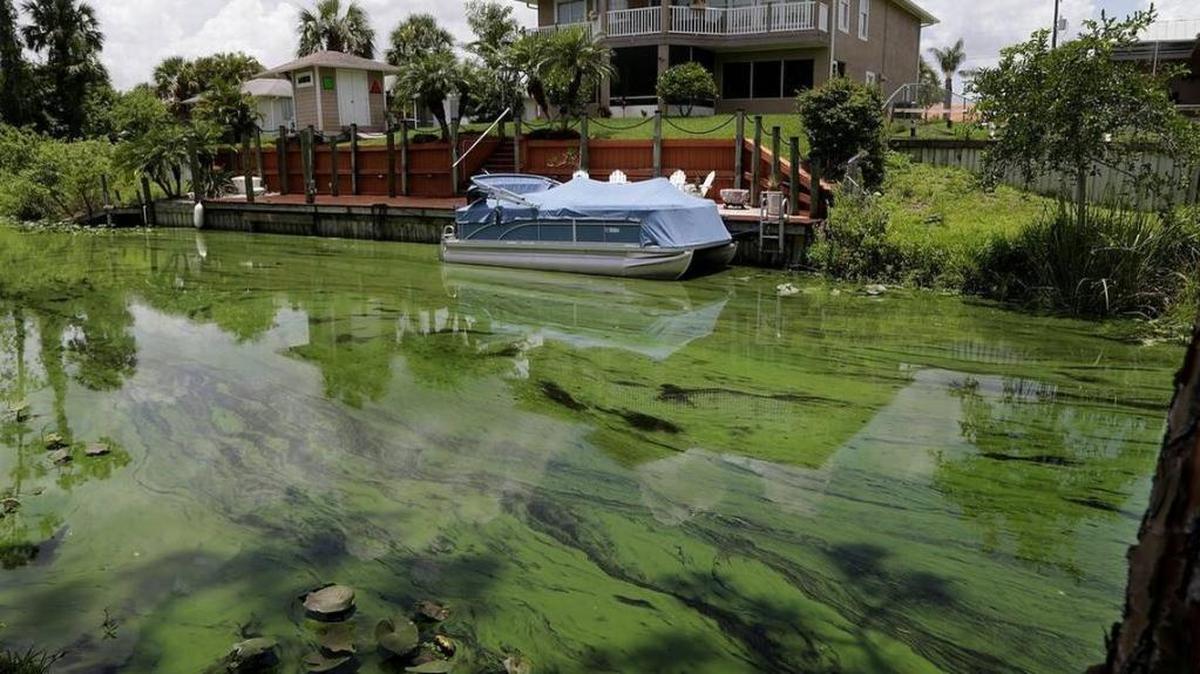 Se observan algas en un canal detrás de las casas en el lado sur del río Calooshatchee en la zona residencial de River Oaks el miércoles 27 de junio de 2018.