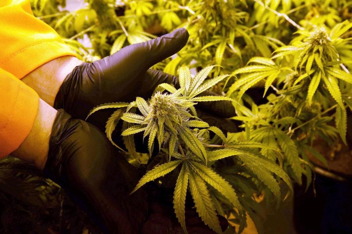 Una planta de marihuana florecida en Surterra Therapeutics, en el norte de la Florida.