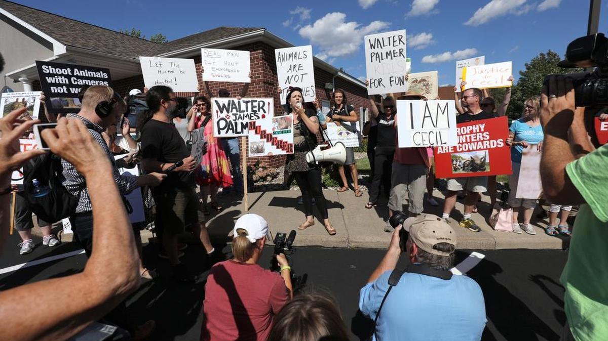 
Rachel Augusta lidera la protesta por la muerte del león Cecil a manos del Dr. Walter Palmer, un dentista de Minnesota aficionado a la caza por deporte y quien pagó $50,000 por matar al león de 13 años.

