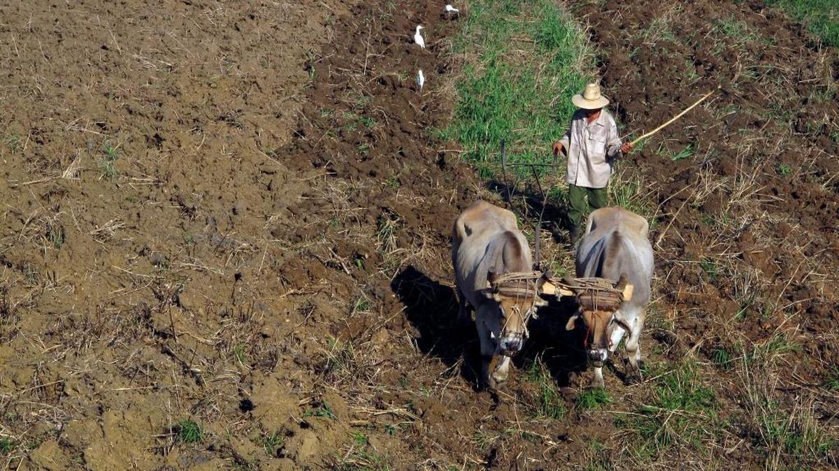 Un campesino ara la tierra con una yunta de bueyes en la ciudad de Pinar del Río, a unos 150 kilómetros al oeste de La Habana. Recientemente, la Asociación Nacional de Agricultores Pequeños (ANAP) enfatizó que, por cuenta propia, no se podía importar una semilla ni exportar un plátano.