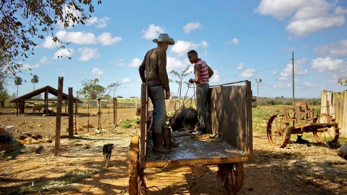 Una carreta tirada por bueyes sirve para trasladar campesinos en Artemisa, Cuba, en marzo del 2015.