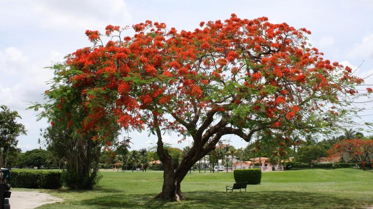Los flamboyanes son uno de los atractivos de este parque de Coral Gables que las personas aprovechan durante un receso de su vida diaria.