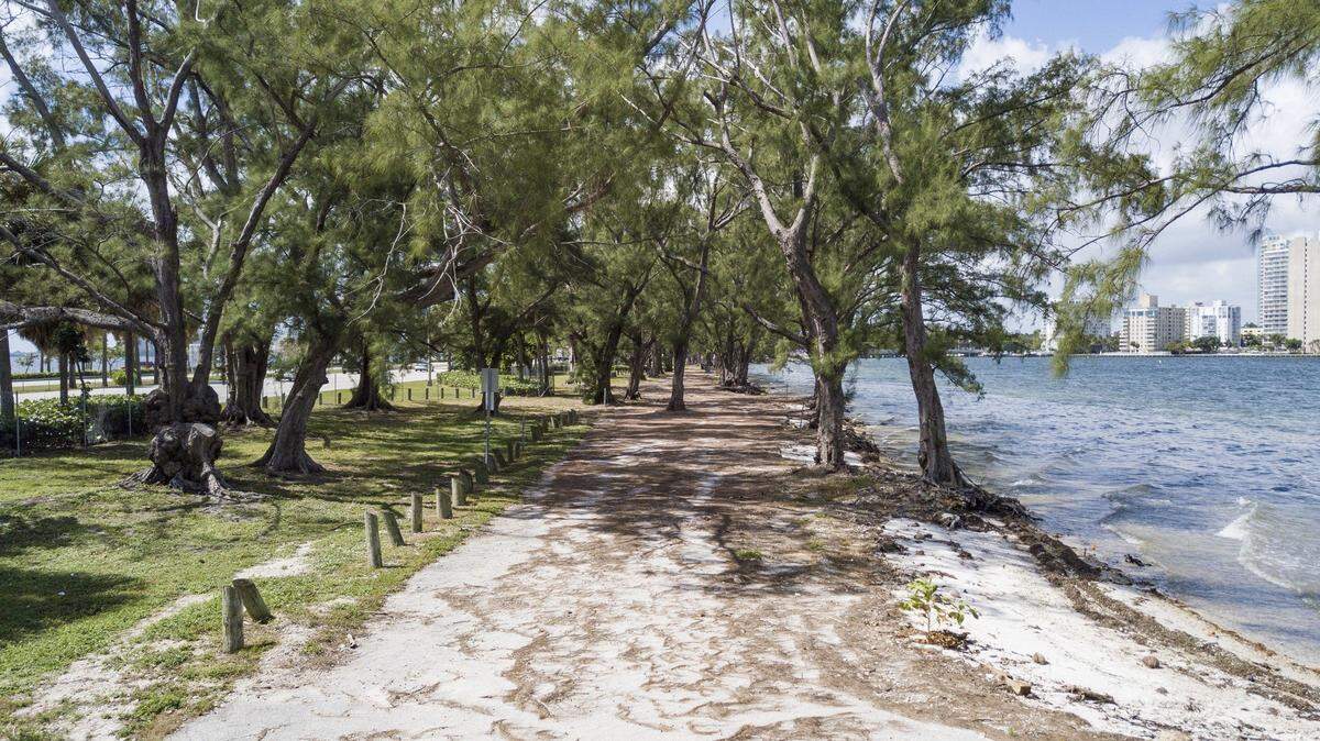 La erosión de las playas ha permitido que queden expuestas la raíces de algunos pinos a lo largo del viaducto Rickenbacker, en Miami.