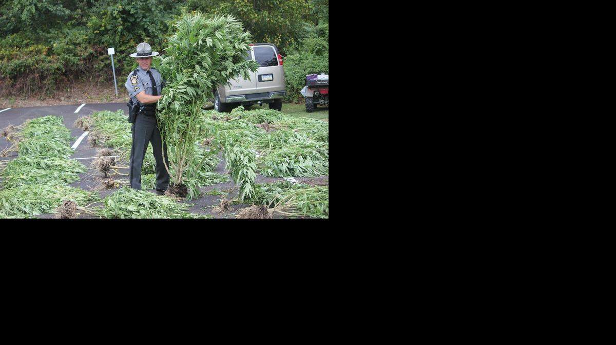 
Un patrullero muestra una de docenas de plantas de marihuana confiscadas en una granja del estado de Pennsylvania, el 12 de septiembre.
