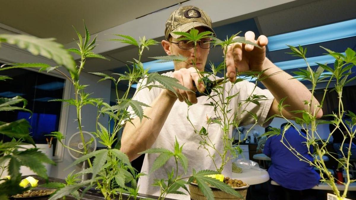 Un hombre cultiva marihuana para uso recreacional en Seattle. En el estado de Washington la venta legal de la planta comenzó el 8 de julio del 2014.