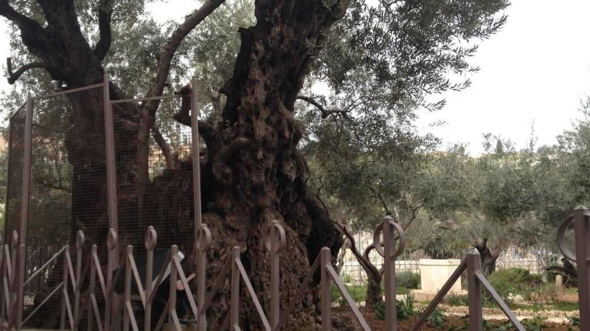 El Monte de los Olivos