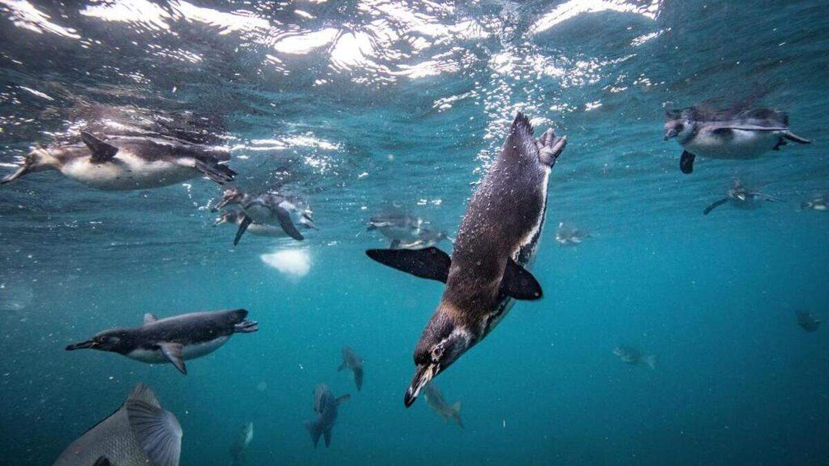 Un pingüino en busca de alimento en la isla Isabela, la más grande de las Galápagos.