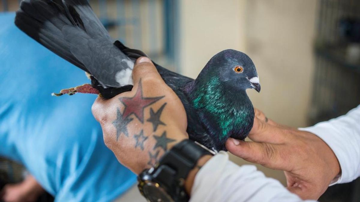 El ‘palomero’ Edison Campos sostiene una paloma de su cría.