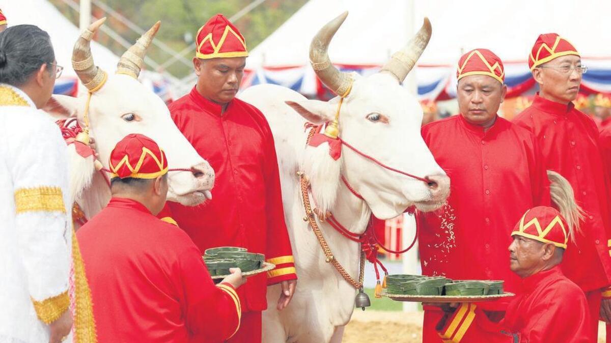Bueyes reciben ofrendas durante la Ceremonia Real del Arado en Sanam Luang en Bangkok (Tailandia). Tailandia disfrutará este año de una buena cosecha de arroz y suficiente lluvia según la predicción de los bueyes sagrados.