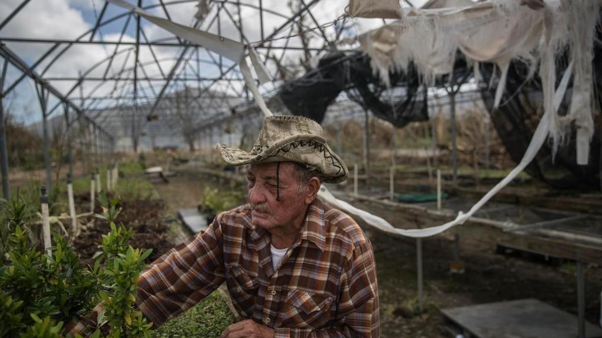 Felix Ortiz Delgado observa los cultivos arruinados en la finca que trabaja como capataz, en Yabucoa, Puerto Rico, el 24 de septiembre. El huracán María destruyó el 80 por ciento de las cosechas en la isla.