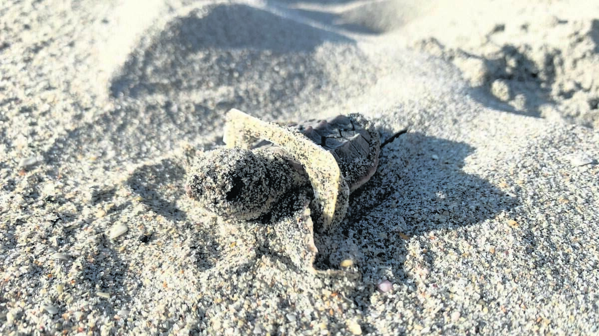 Una pequeña tortuga marina queda atrapada en un pedazo de plástico en una playa.
