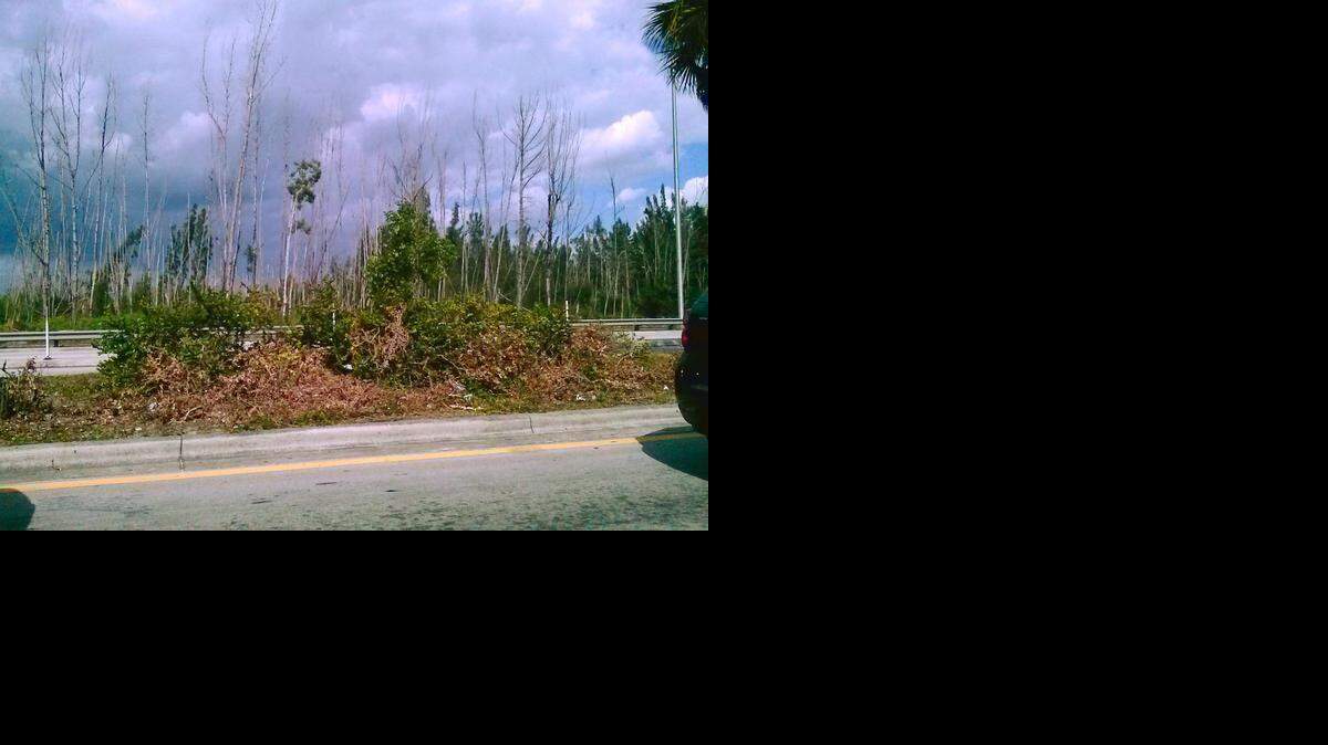 
La imagen muestra el deterioro de las áreas verdes en la mediana de la calle Ocho, cerca de la avenida 142.
