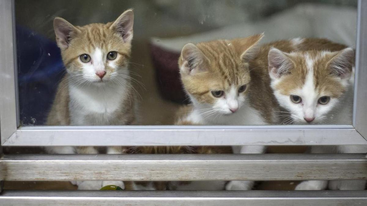 Tres gatos esperan a que los adopten en un centro para animales en Paducah, en el estado de Kentucky, el 12 de julio.