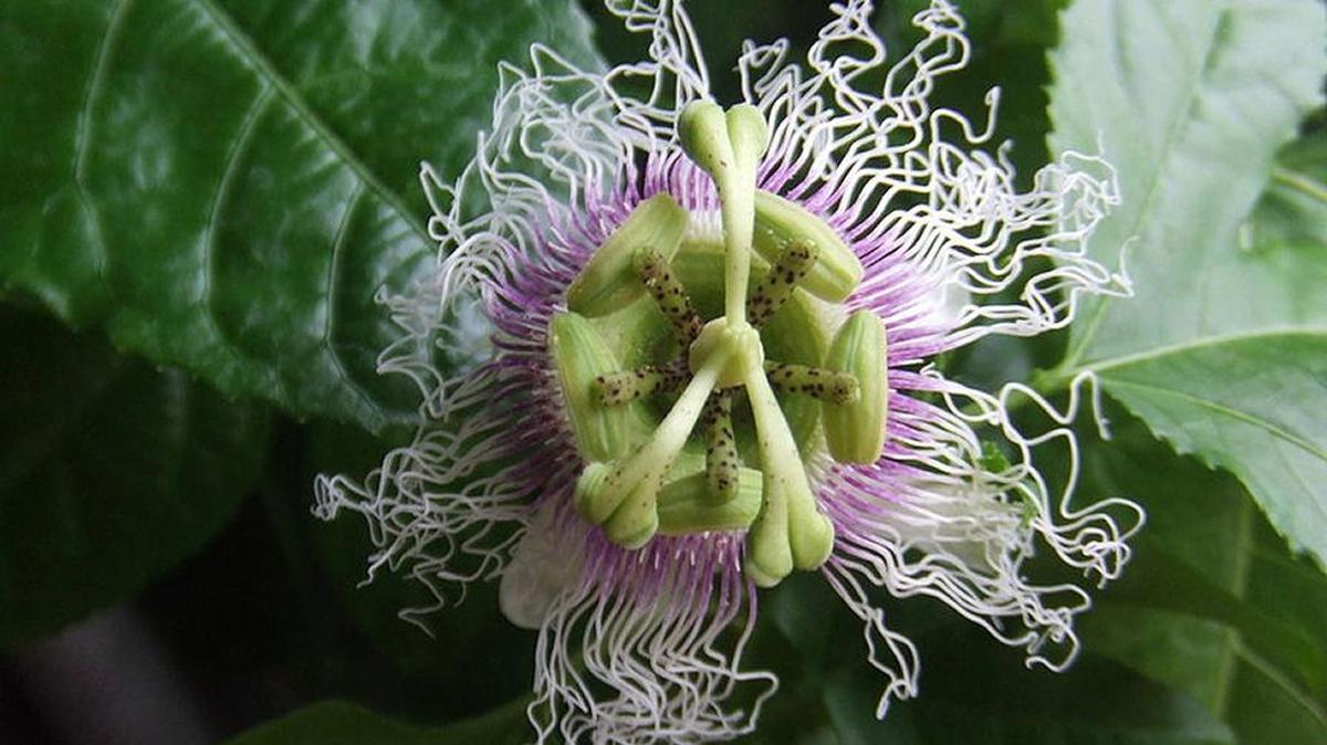 La fruta conocida como maracuyá abunda en las zonas tropicales de América.