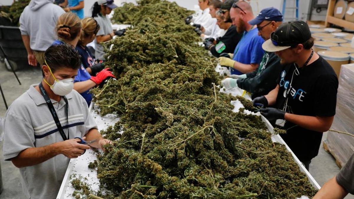 Un grupo de trabajadores selecciona partes de la marihuana cultivada en una granja en Colorado.