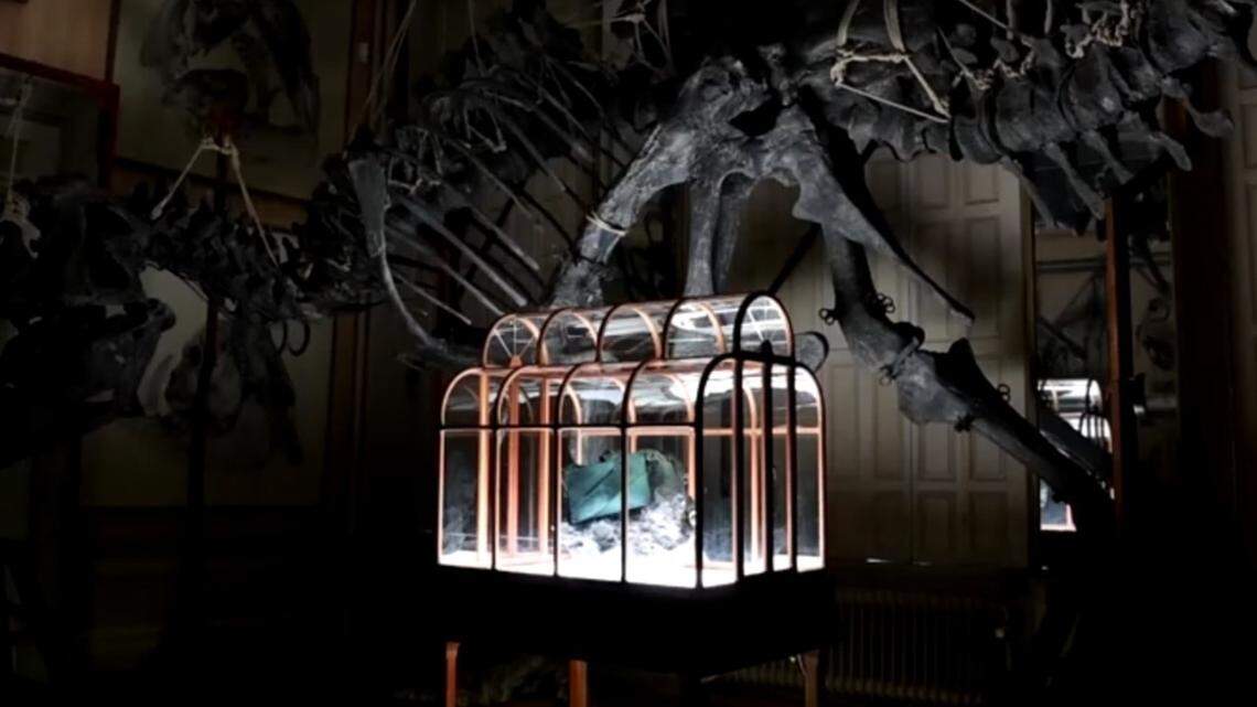 Crean un bolso de lujo con proteína reconstruida de T-Rex