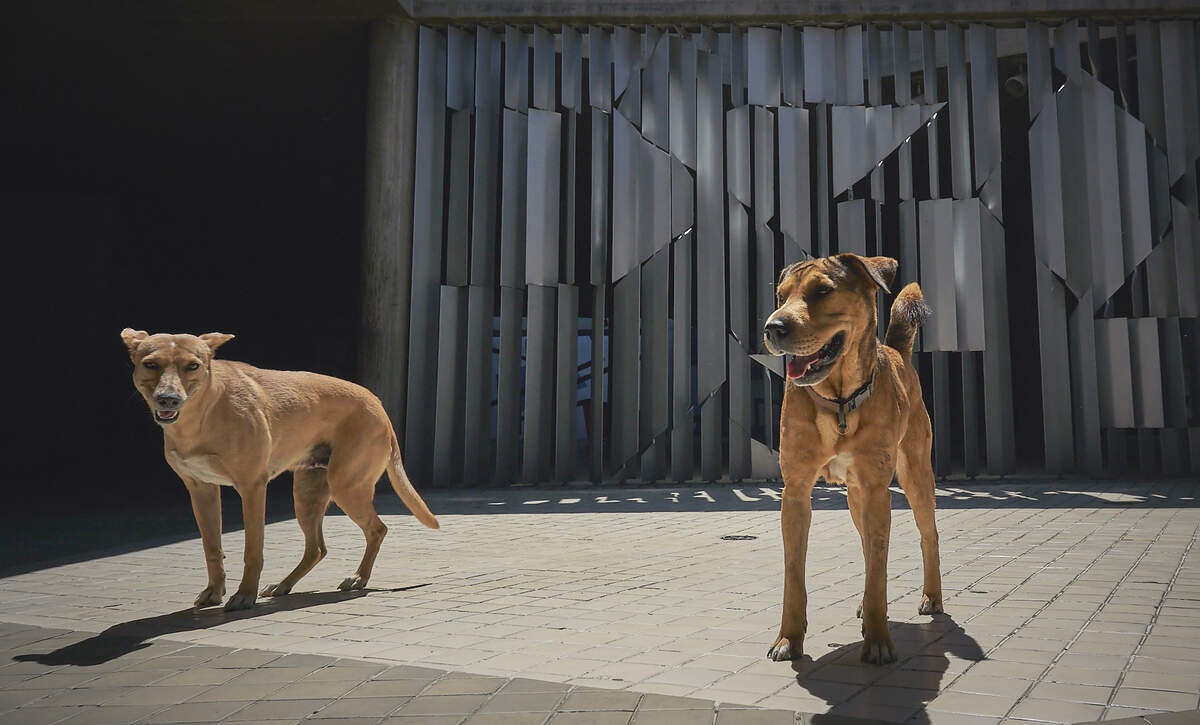 Fotografía de los perros que deambulan por la Universidad, ya han hecho de la UCV su casa.Los vigilantes cuentan que muchos de ellos están ahí porque la gente los abandona en la Universidad, pues ya no tienen como mantener su comida y salud.