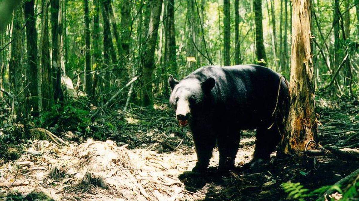 Una pelea entre un perro y un cachorro de oso terminó con el dueño del perro mordido. El episodio tuvo lugar el 20 de diciembre al caer la noche en Orange City.