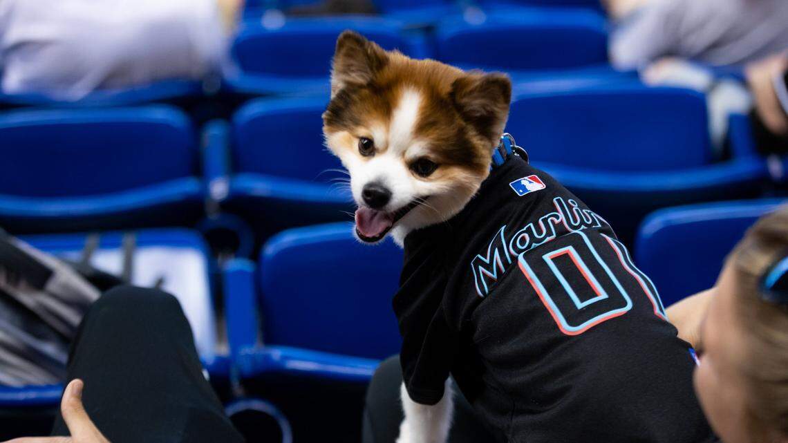 Fanáticos visten a sus mascotas con atuendos del equipo en un juego de los Miami Marlins.