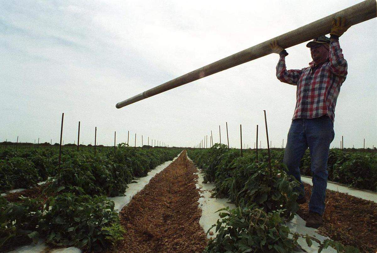Un trabajador transporta una tubería utilizada para irrigar los campos de tomate y protegerlos de las heladas en un campo cerca de Florida City, antes de una ola de frío en el año 2000.