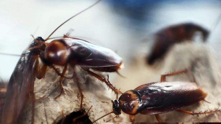 Roaches, rodent poop in bowls, expired meds at Wichita KS restaurants, stores