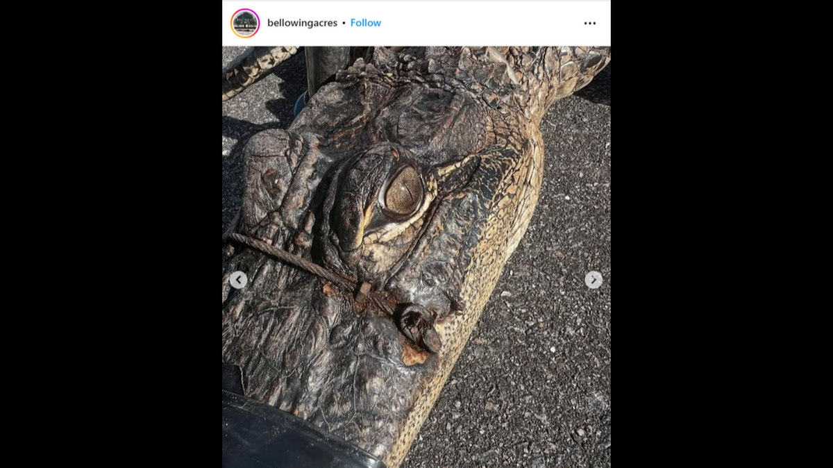 En las fotos se ve que el cable de la trampa penetró en la piel del caimán hasta el punto de que se le incrustó. “Obviamente la tiene desde hace mucho tiempo”, dijo un experto.