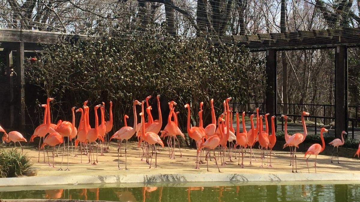 Un zorro salvaje ha matado a 25 flamencos americanos y a un pato rabudo en el Zoo Nacional Smithsonian de Washington, informó este martes la dirección del parque, que ha instalado trampas para capturar al mamífero.