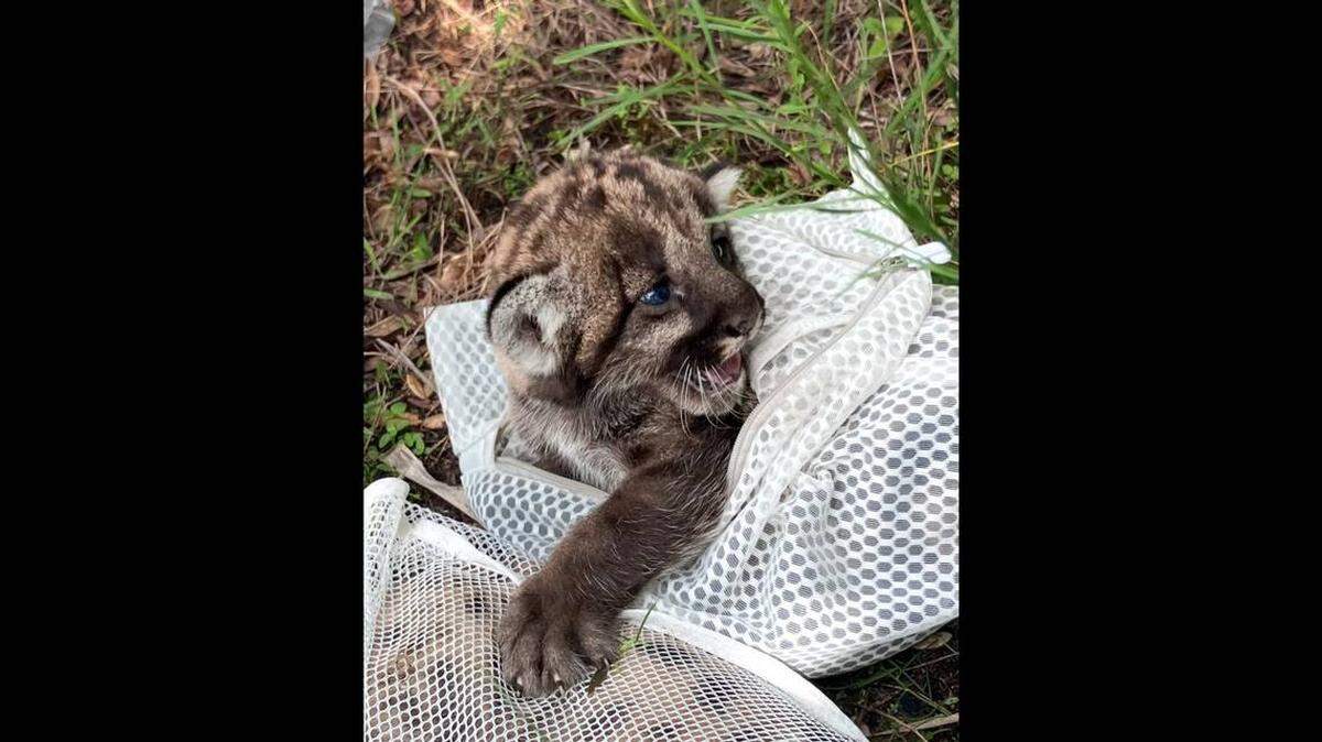 Dos cachorritos de pantera de la Florida tenían semanas de nacido cuando fueron devorados por un gran depredador.
