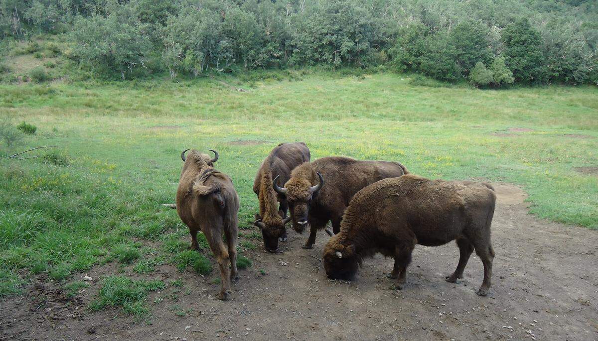 En San Cebrián de Mudá, pueblo de la montaña palentina de unos cien habitantes, se creó la primera reserva natural de toda Europa del «Bisón Bonasus», años después de casi ser exterminado.