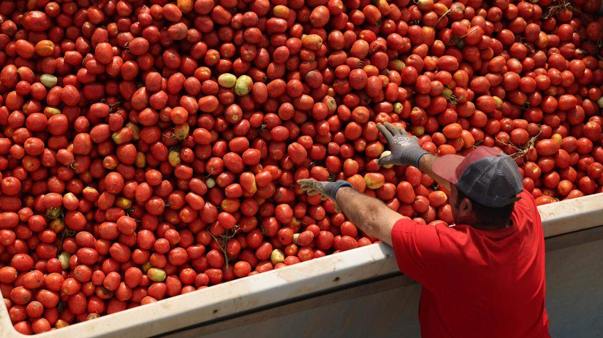 Un trabajador recoge tomates en una granja en Badajoz, España, el 9 de septiembre de 2024. Los trabajadores extranjeros representan el 24.6% en agricultura en esta nación europea.