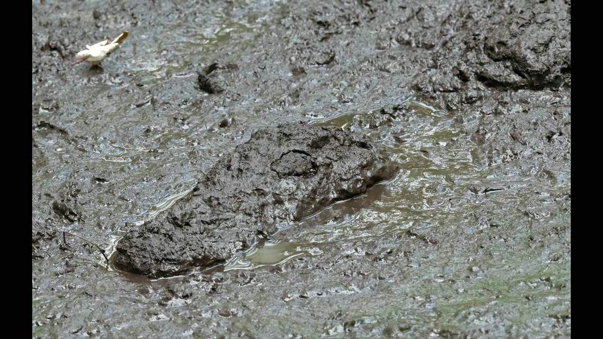 En redes sociales, varios usuarios dijeron que pensaban que el caimán estaba pasando una sequía refrescándose en el lodo. 